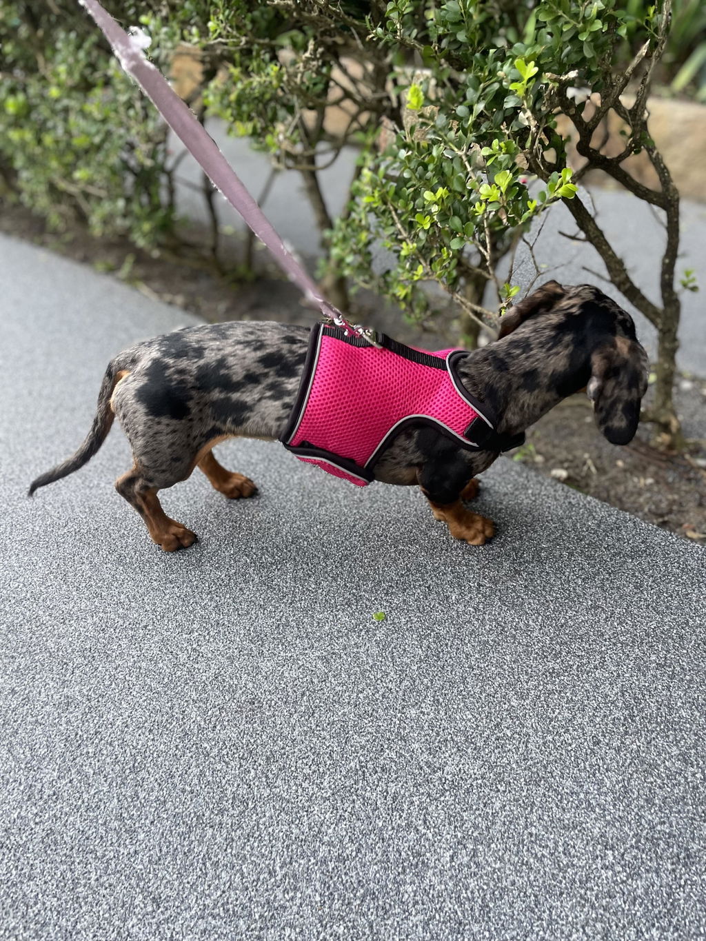 Hot Pink OxyMesh Reflective  Hug Me Harness™