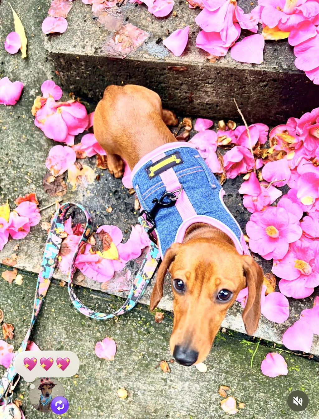 Pink Pop Denim Hug Me Harness™