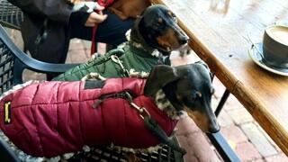 Hunter Green Leopard Luxe Puffa Coat