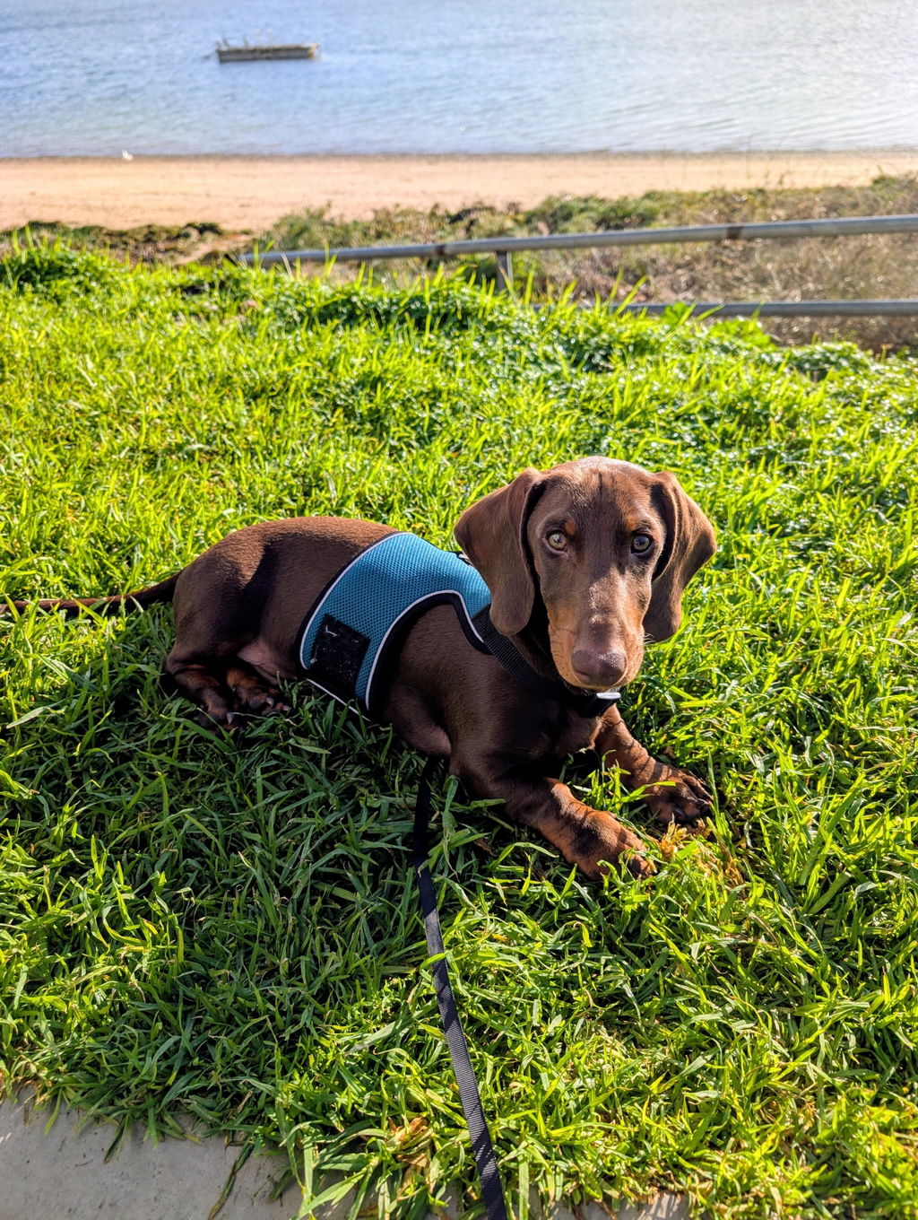 Teal OxyMesh Reflective Hug Me Harness™