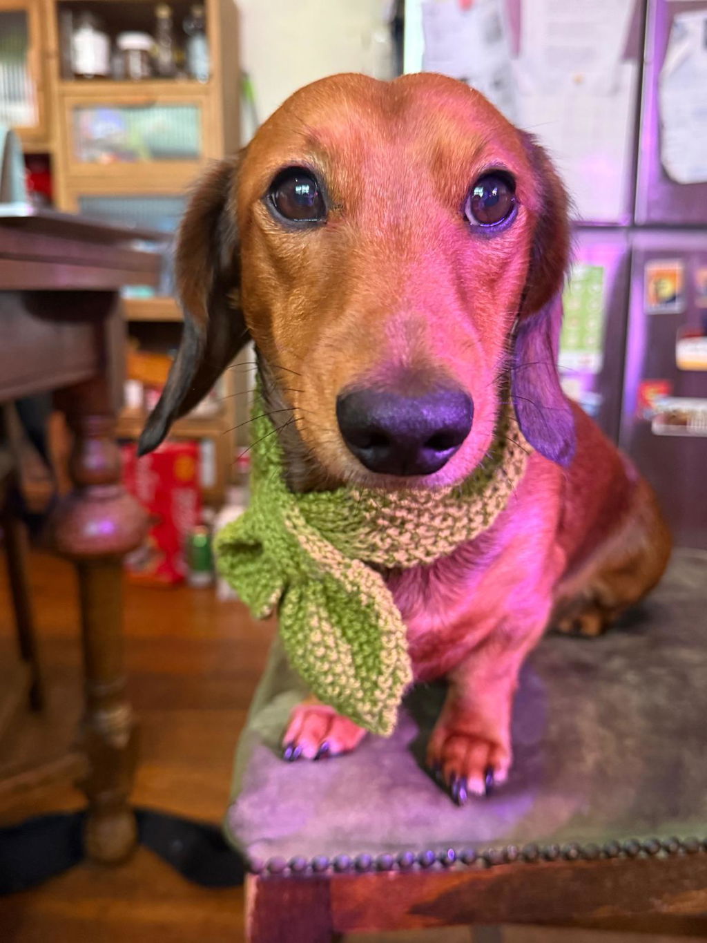 Cool Green OxyMesh Reflective Hug Me Harness™