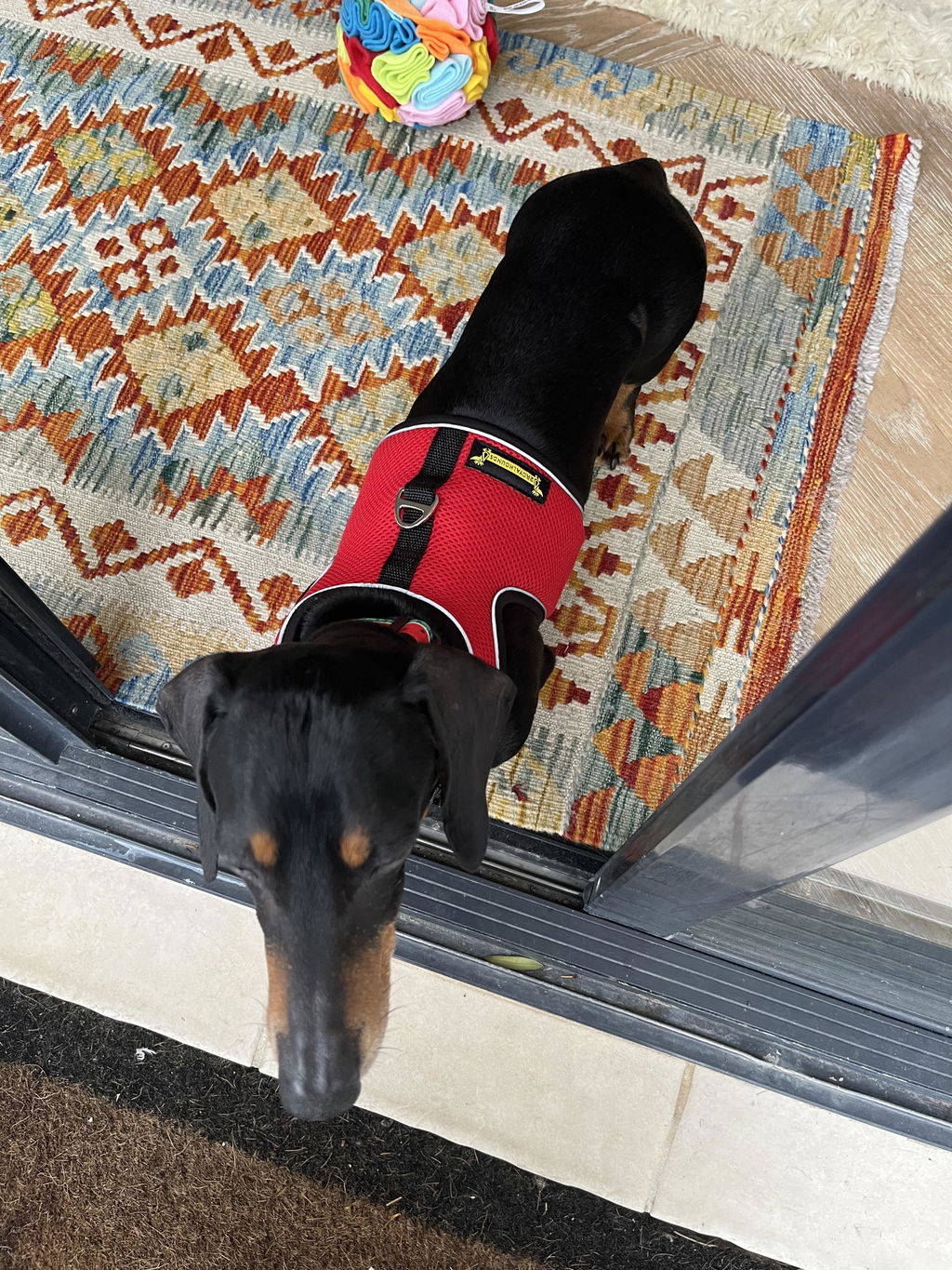 Chilli OxyMesh Reflective Hug Me Harness™