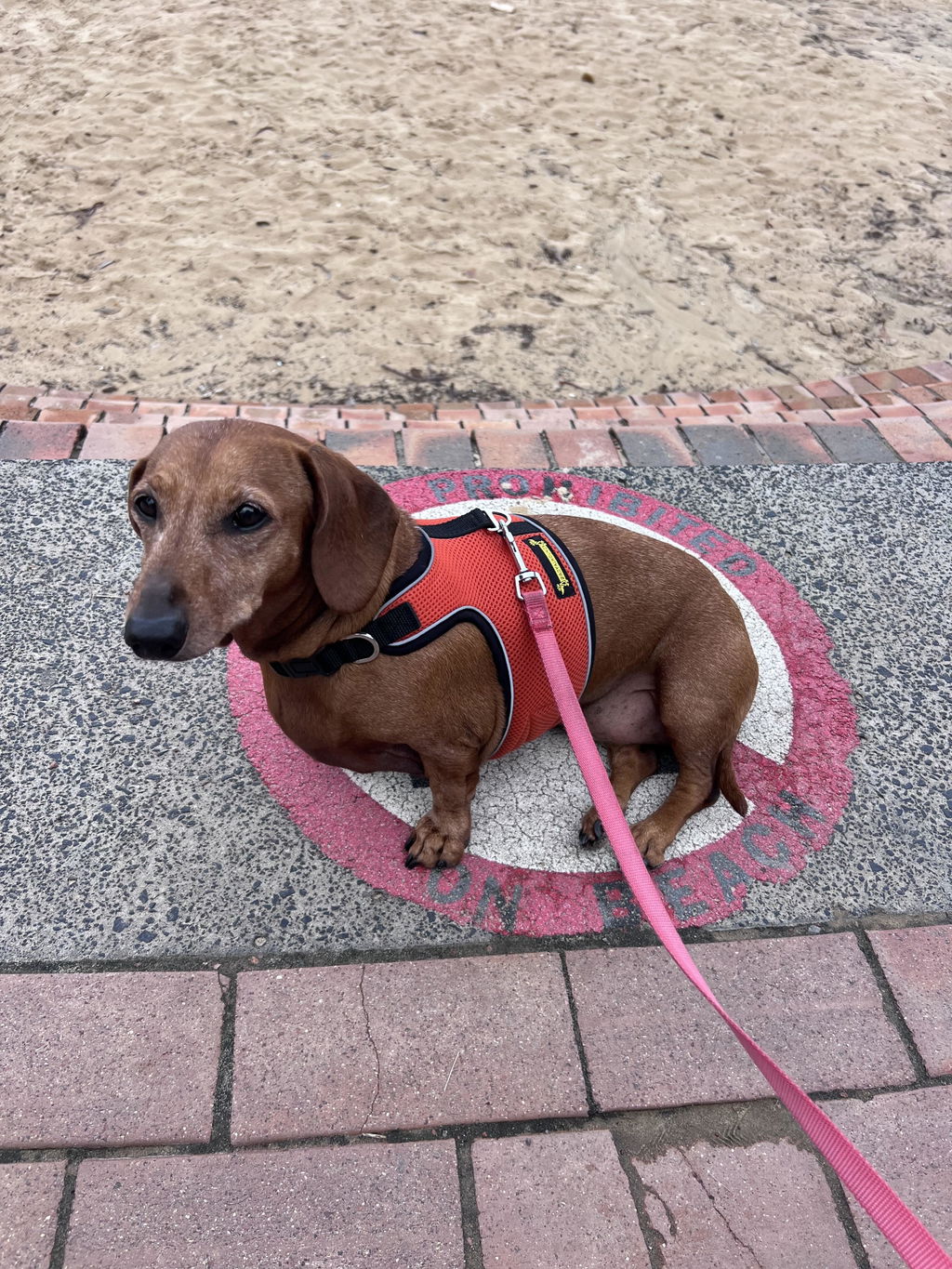 Burnt Orange OxyMesh Reflective Hug Me Harness™
