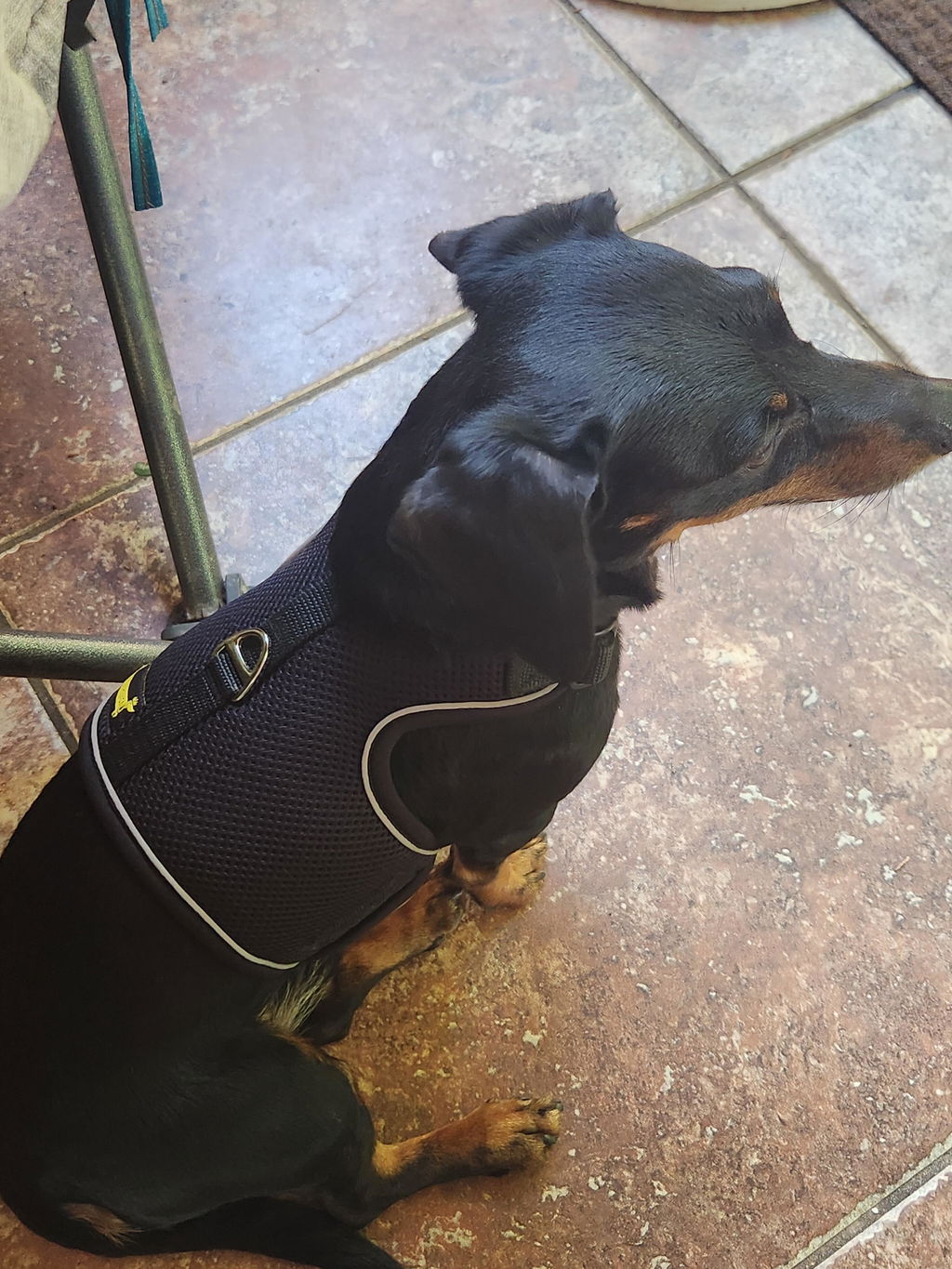 Liquorice OxyMesh Reflective Hug Me Harness™