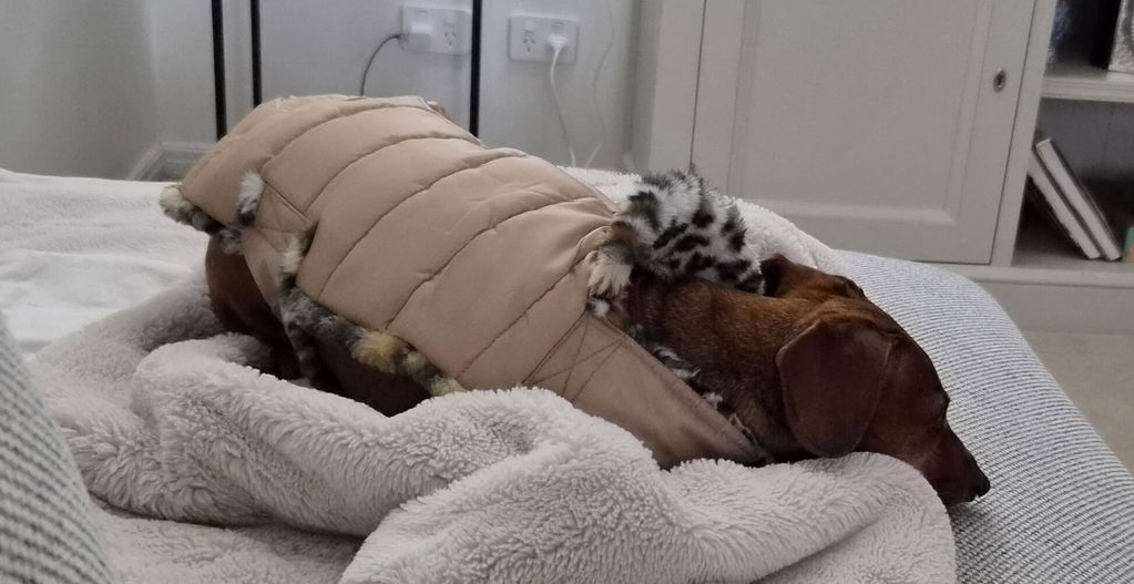 Latte Leopard Luxe Puffa Coat