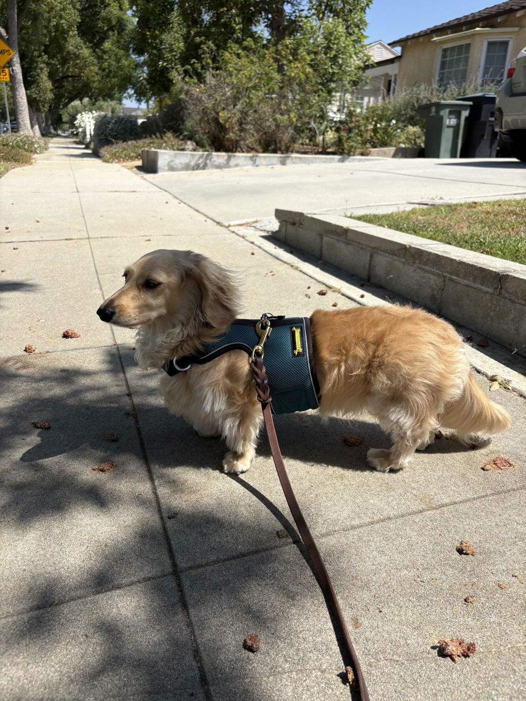 Teal OxyMesh Reflective Hug Me Harness™