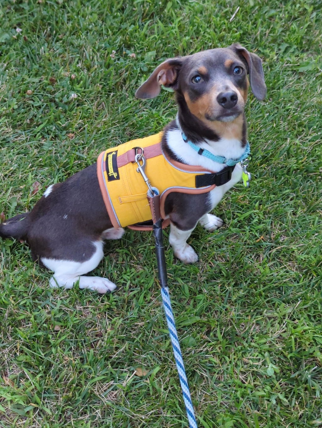 Golden Yellow Denim Hug Me Harness™