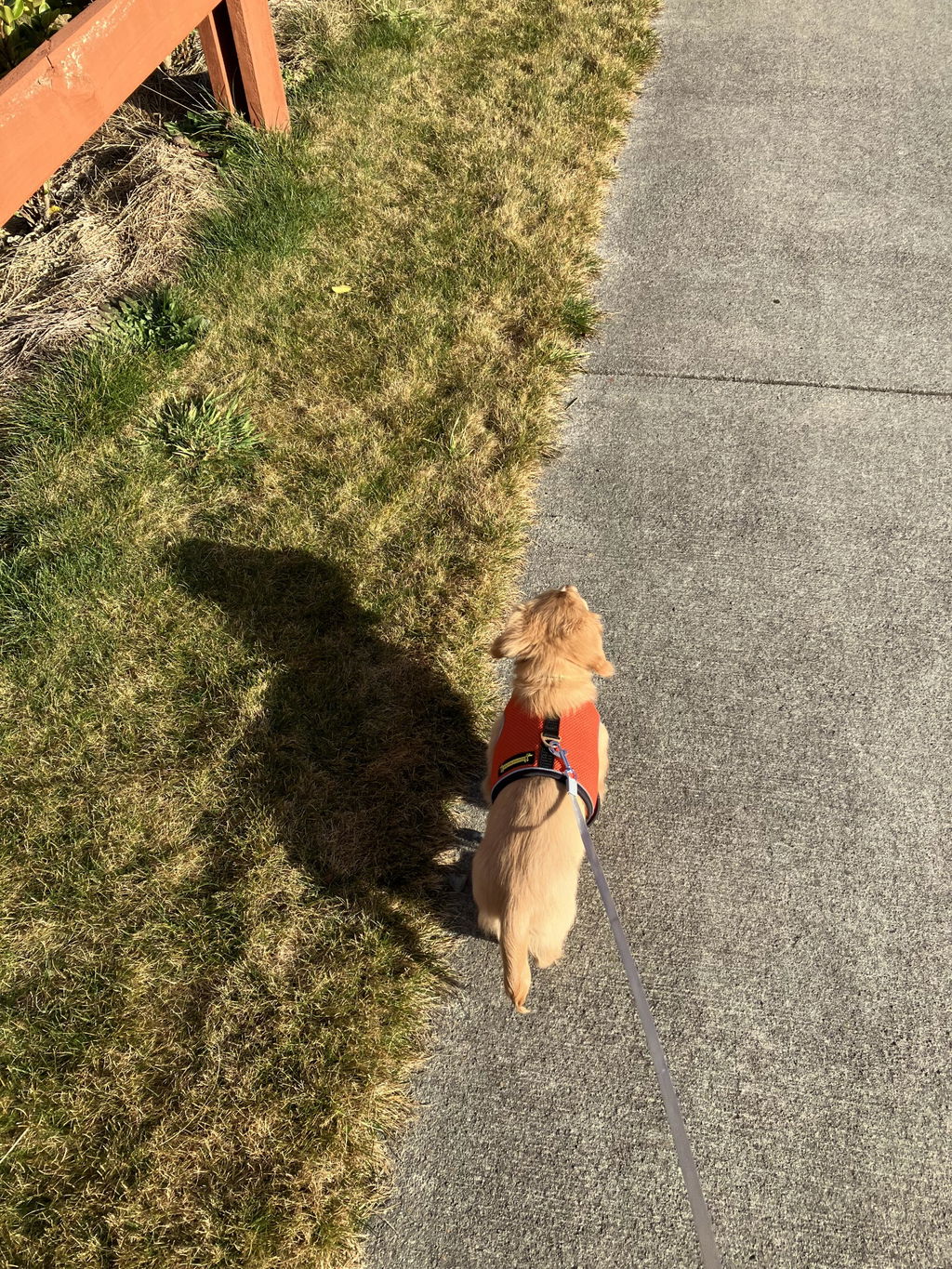 Burnt Orange OxyMesh Reflective Hug Me Harness™