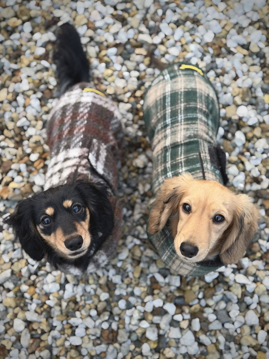 Highgrove Heritage Tartan Coat