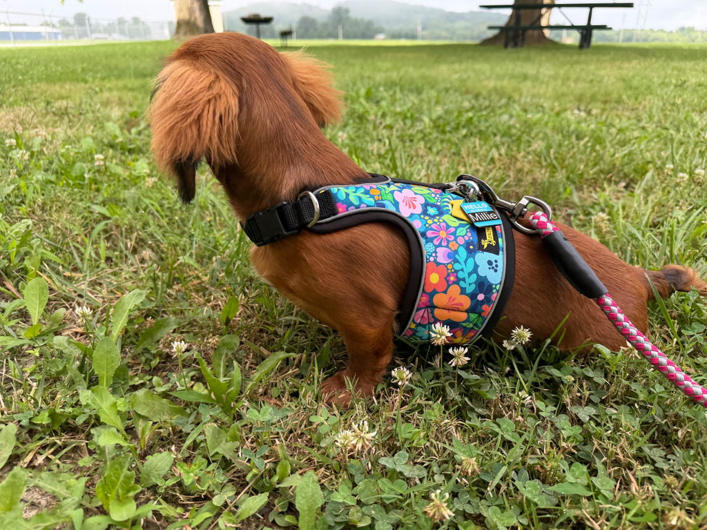 Butterfly Garden Hug Me Harness™