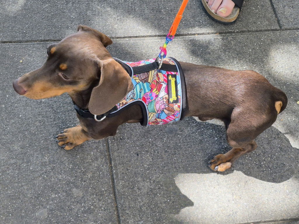 Sweet Delight Hug Me Harness™