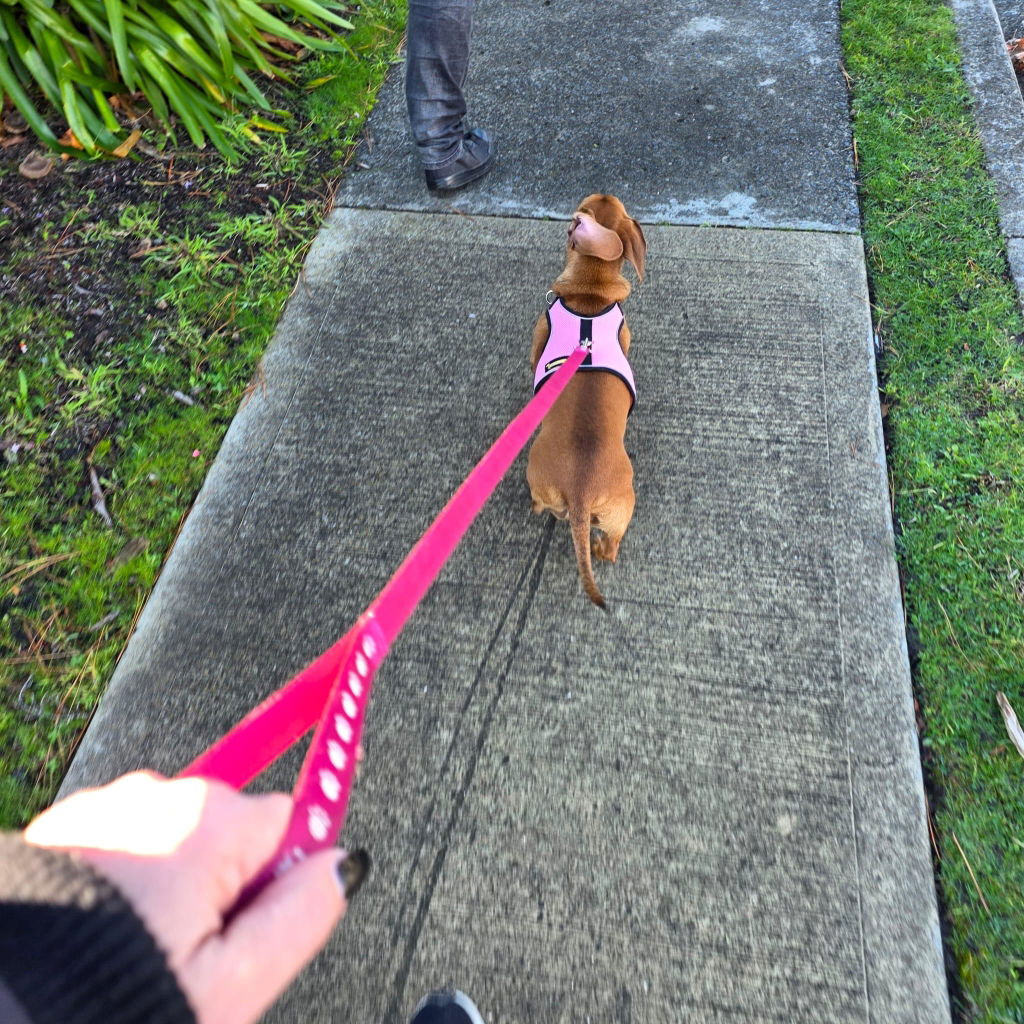 Soft Pink OxyMesh Dachshund Hug Me Harness