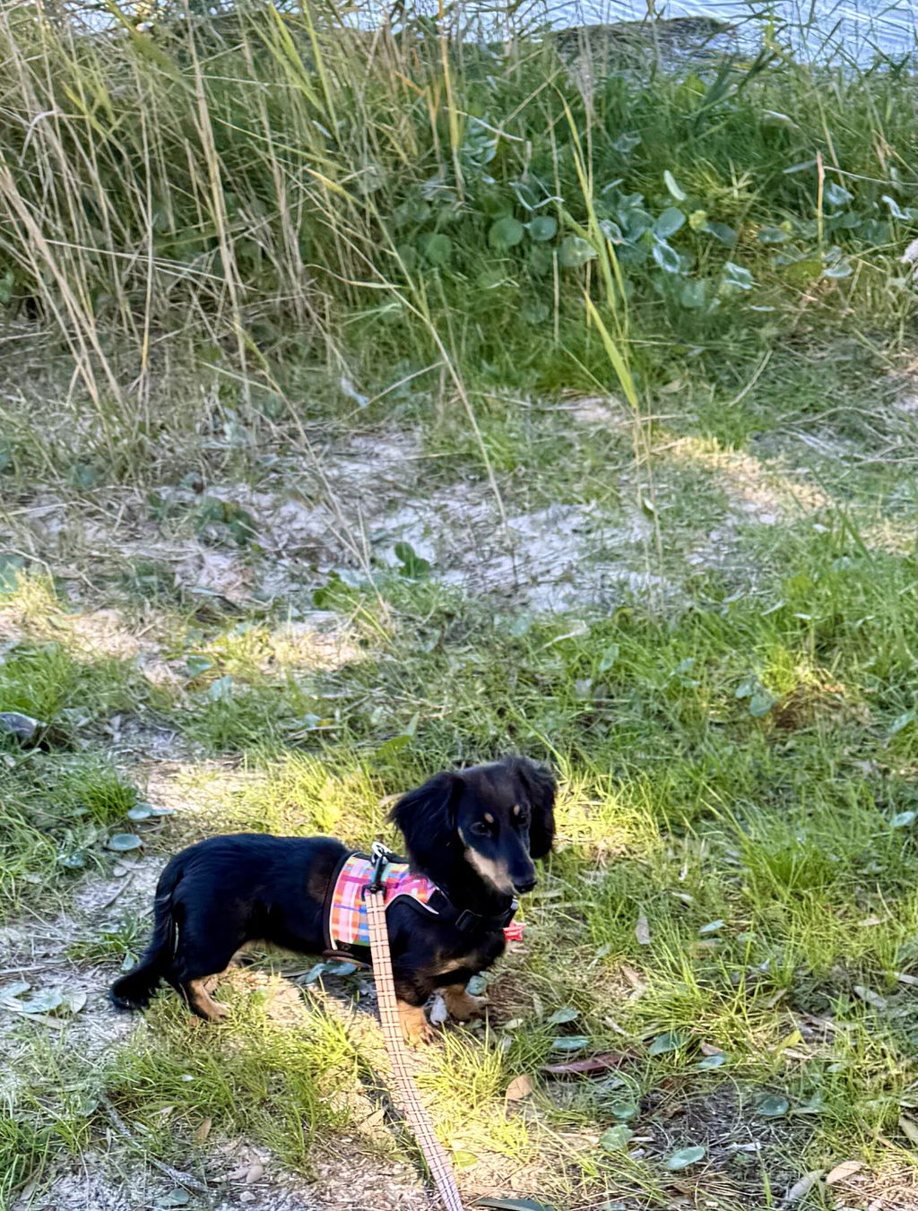 Electric Plaid Hug Me Harness™