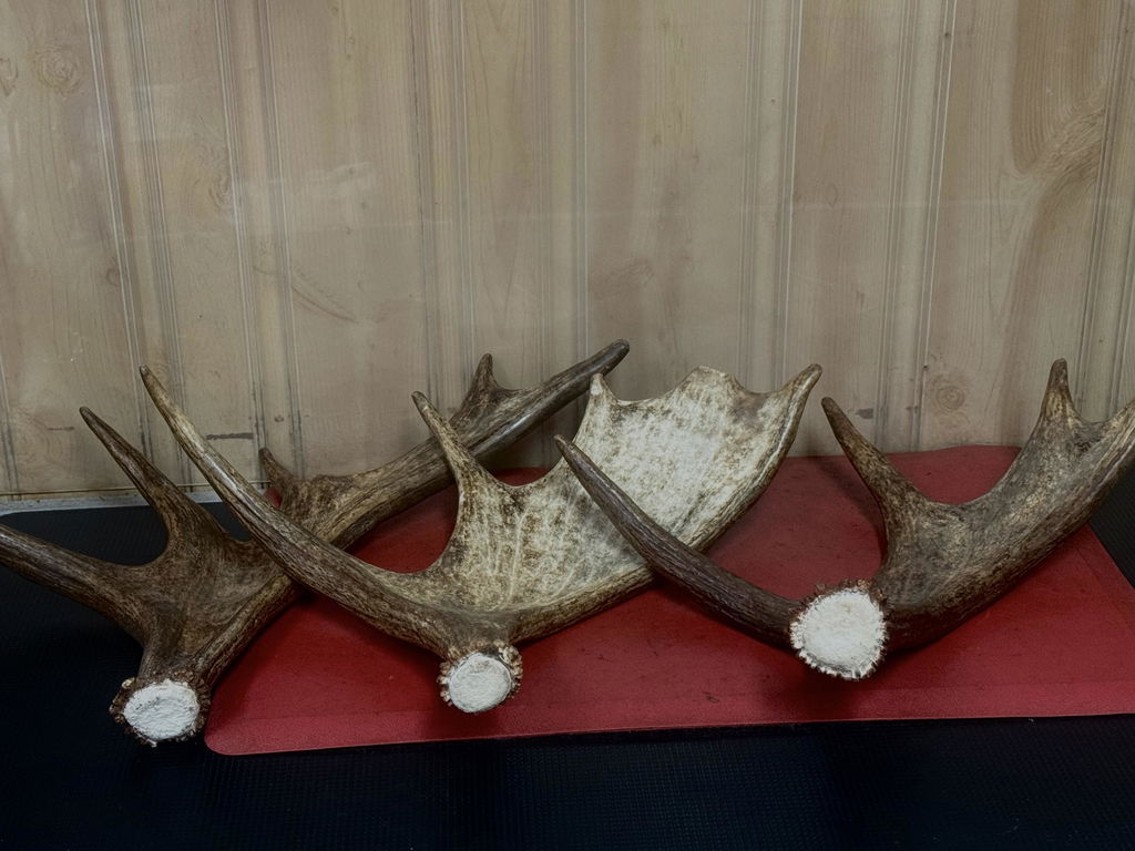 Allagash Antlers 