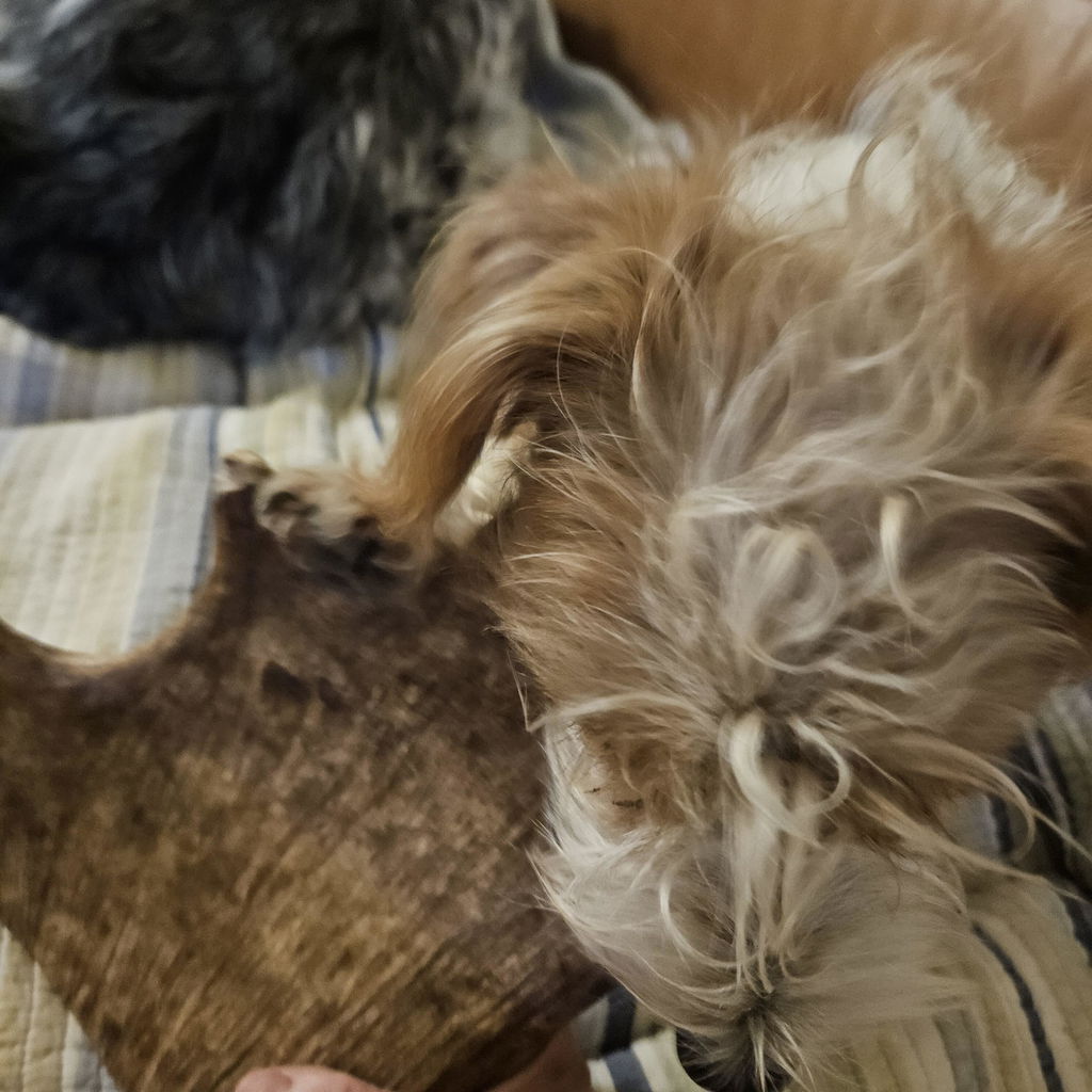 *Limited Run* Moose Antler Crown Dog Chew