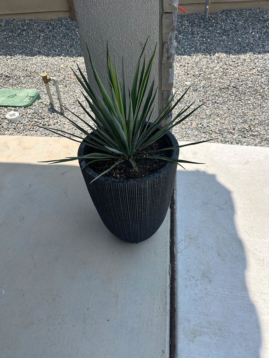 Yucca rigida 'Blue Sentry' | Adam's Needle – Almanac Planting Co