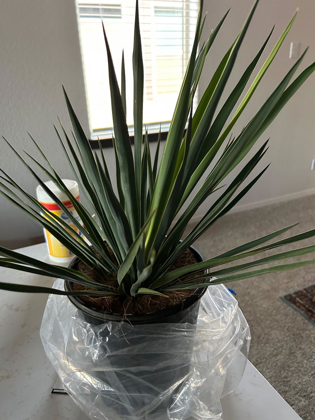 Yucca rigida 'Blue Sentry' | Adam's Needle – Almanac Planting Co