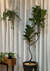 フィカス・リラータ（カシワバゴムノキ） | 観葉植物の通販 AND PLANTS