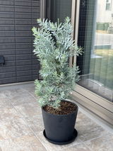 アカシア・ブルーブッシュ 10号 | 観葉植物の通販 AND PLANTS (アンド