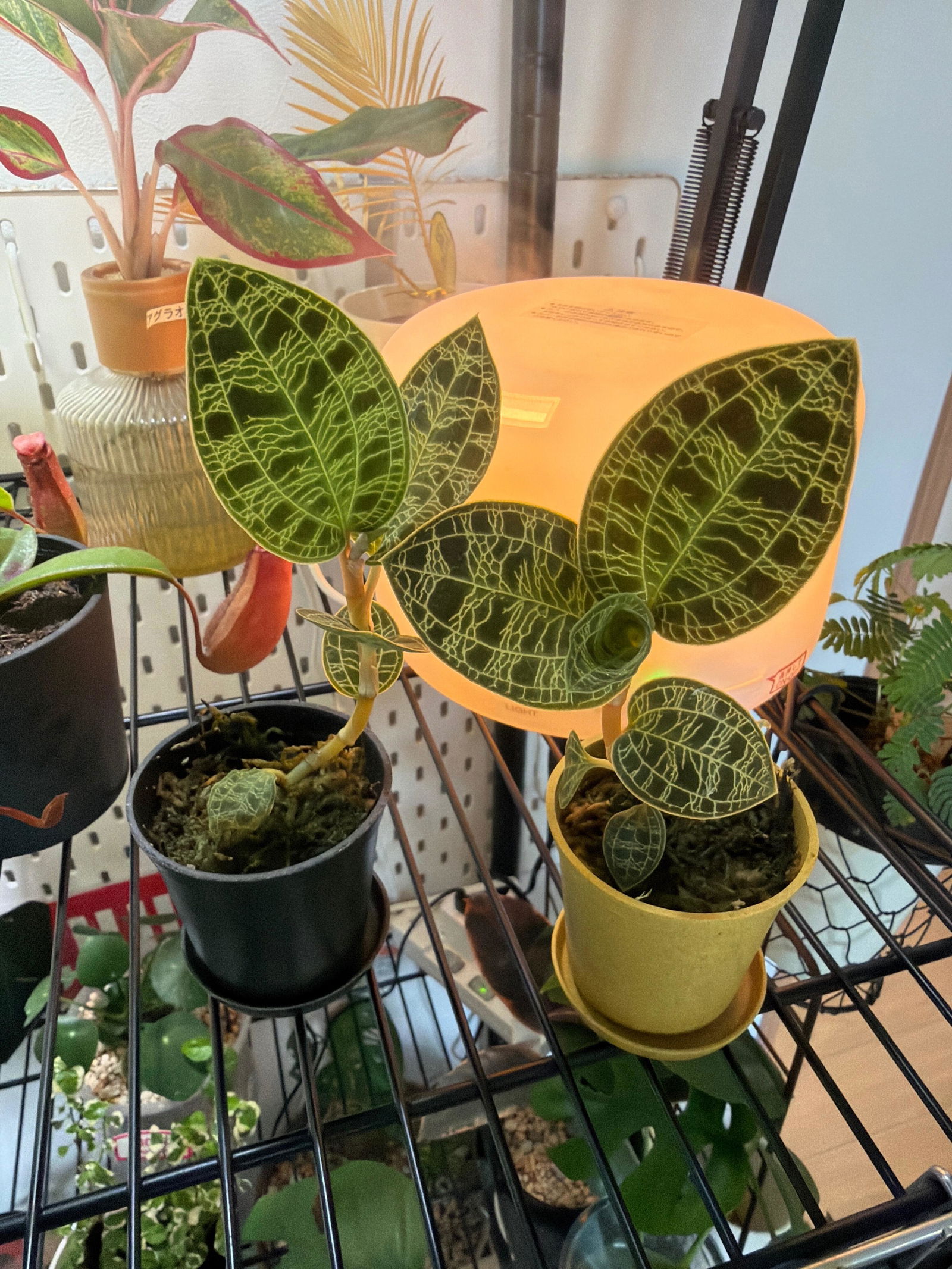 ジュエルオーキッド（マコデス・ペトラ） | 観葉植物の通販 AND PLANTS