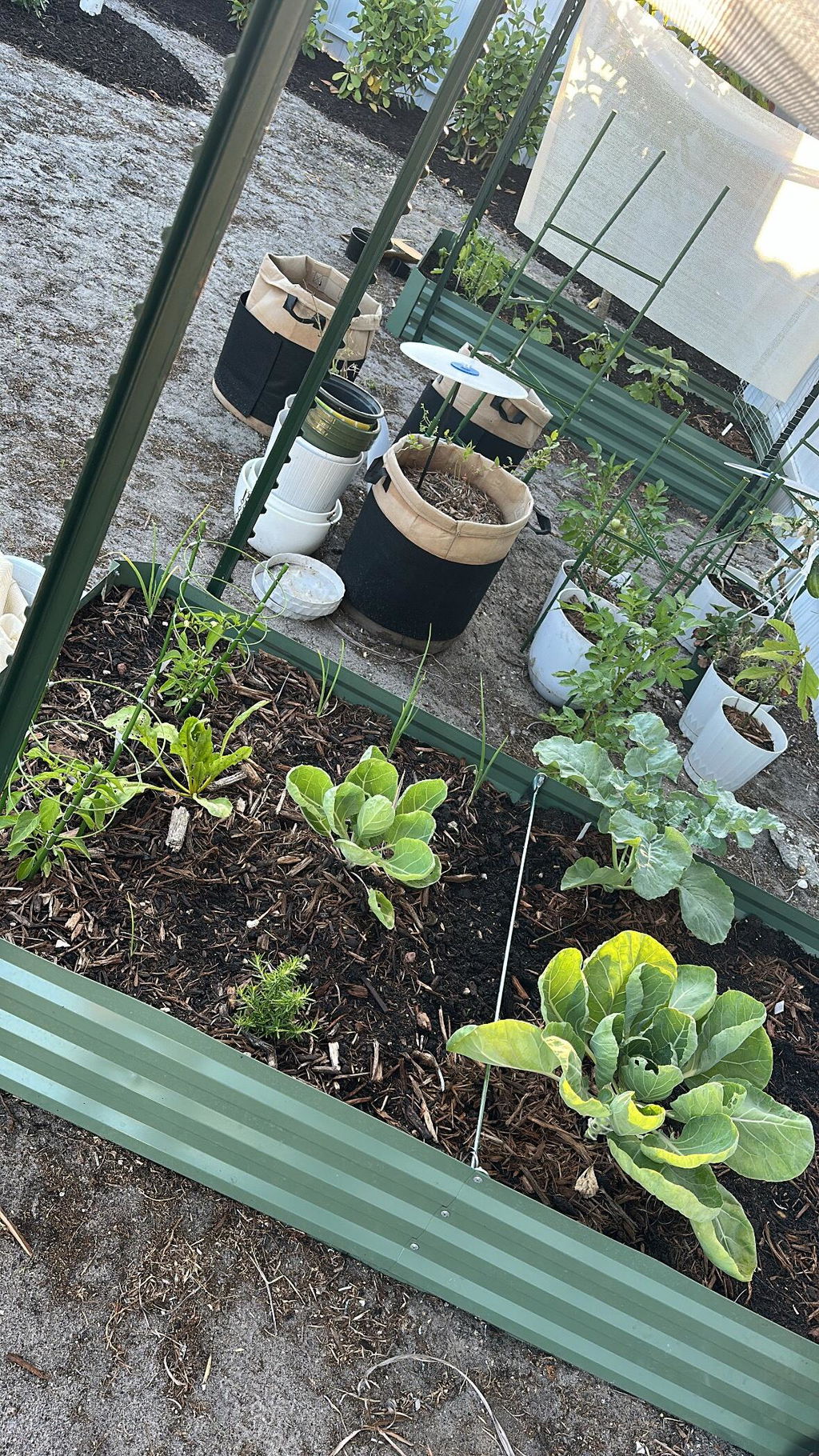 11" Tall Metal Raised Garden Bed, Galvanized Steel Planter Box - 8'x4'