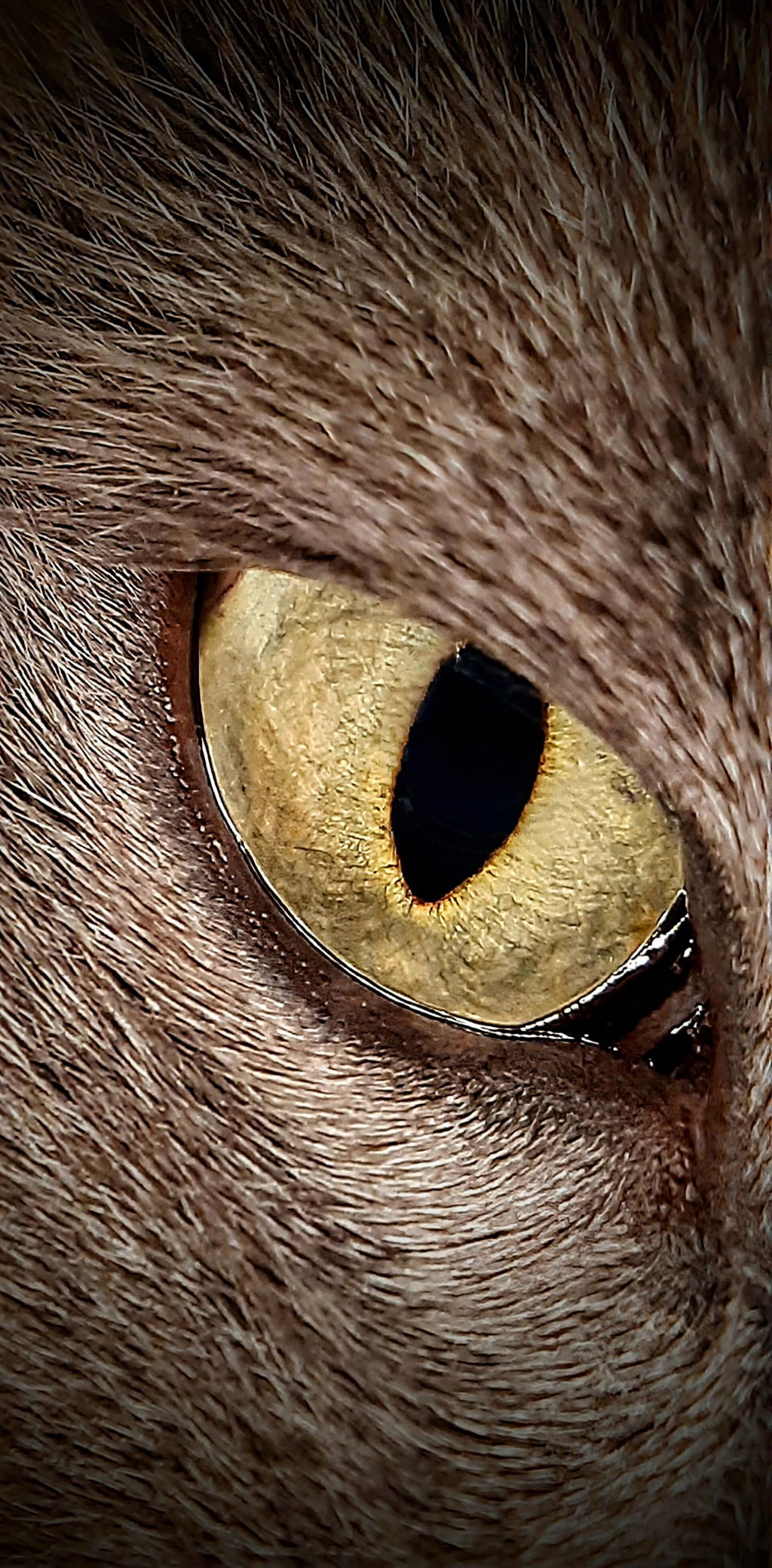 10-20X ZoomMacro Lens