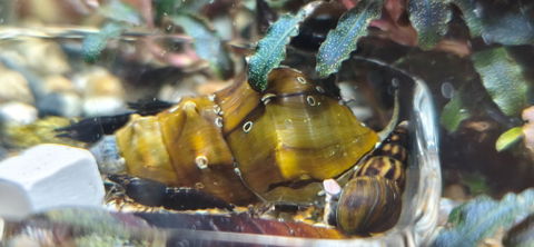 Igelschnecke /  Stachelige Turmdeckelschnecke | Brotia pagodula
