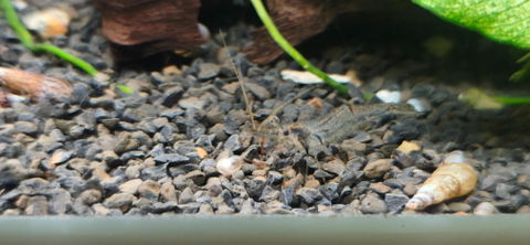 Rotscherengarnele | Planarienfresser Garnele | Macrobrachium peguense