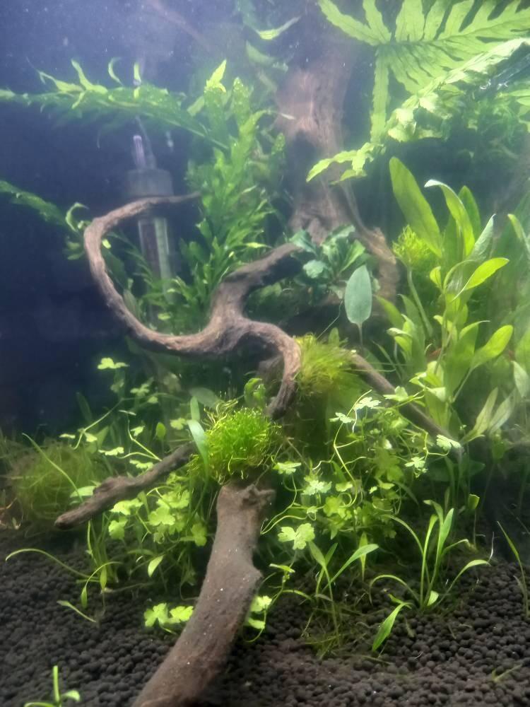 Bolbitis heudelotii