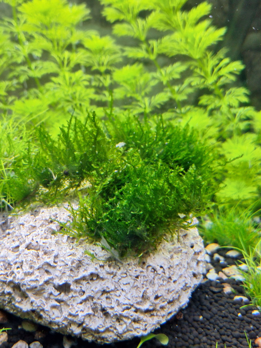 Tropica Vesicularia ferriei 'Weeping' 1-2-GROW!