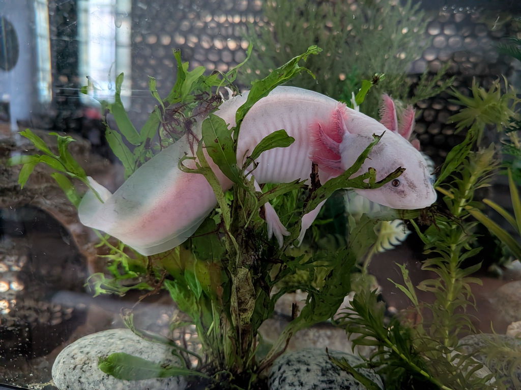 Microsorum pteropus On Lava - Mini