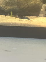 Blue Cherry Shrimp