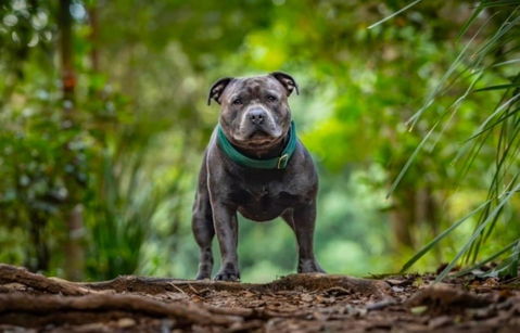 Forest Green Luxury Velvet Martingale Collar