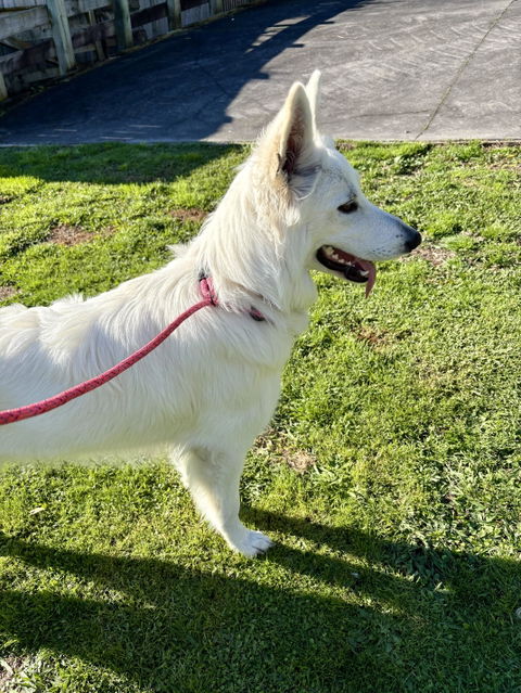 Ohau Dog Slip Leash