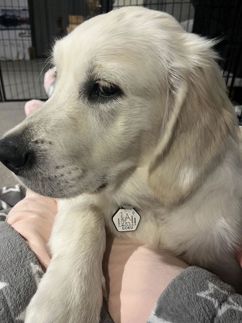 Dog ID Tag - Barney