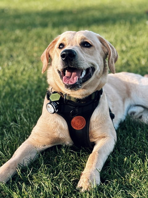 Arctic Sammy Adventure Dog Harness - Black