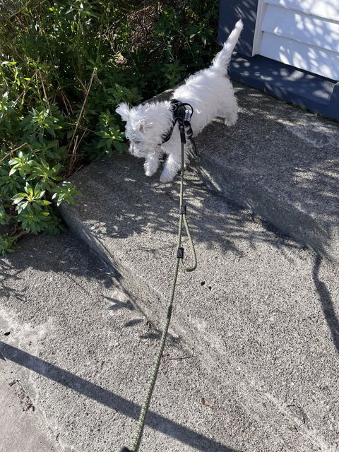 Remutaka City Walker Dog Traffic Leash