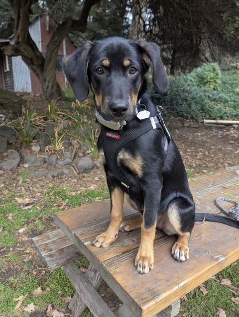 Dog ID Tag - Harry
