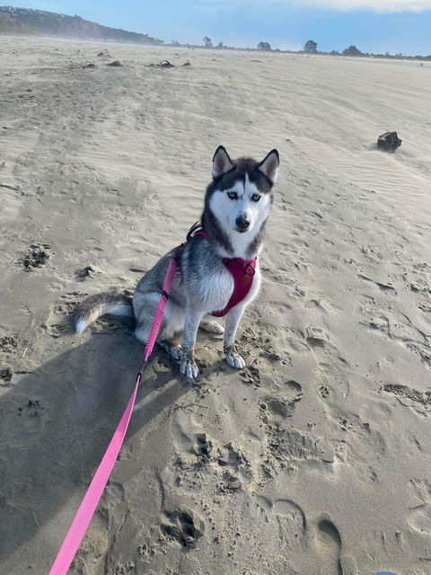 Pink Terraflow Long Line Dog Leash