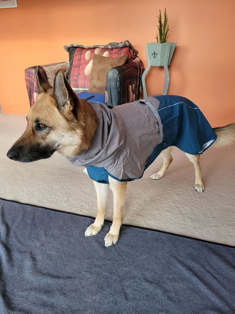 Dog Raincoat Milford