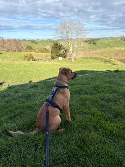 Arctic Sammy Adventure Dog Harness - Olive