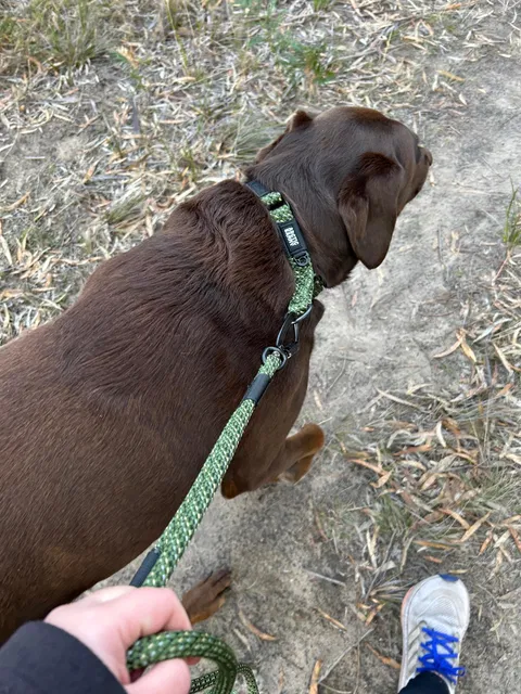 Remutaka Martingale Collar