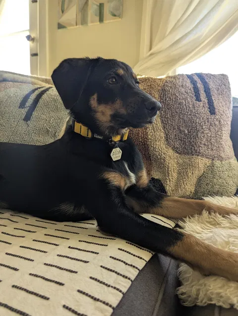 Mustard Yellow Terraflow Waterproof Dog Collar