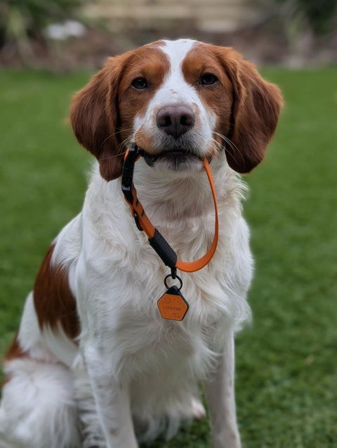 Orange Terraflow Waterproof Dog Collar