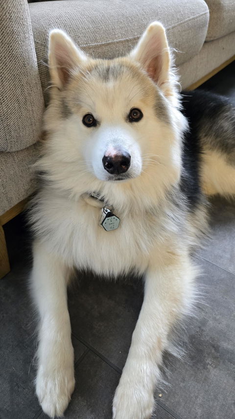 Dog ID Tag - Custom Design