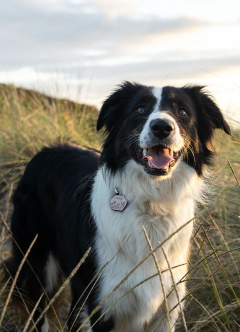 QR Code Dog ID Tag - Stella