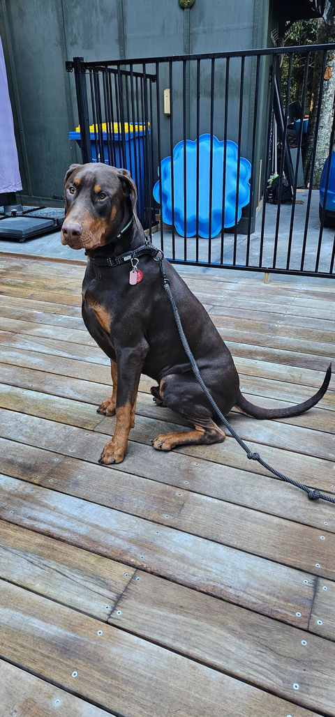 Mackenzie Rope Dog Leash with Traffic Handle