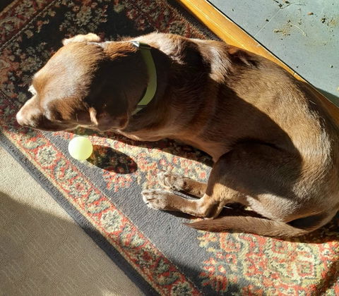 Olive Terraflow Waterproof Dog Collar