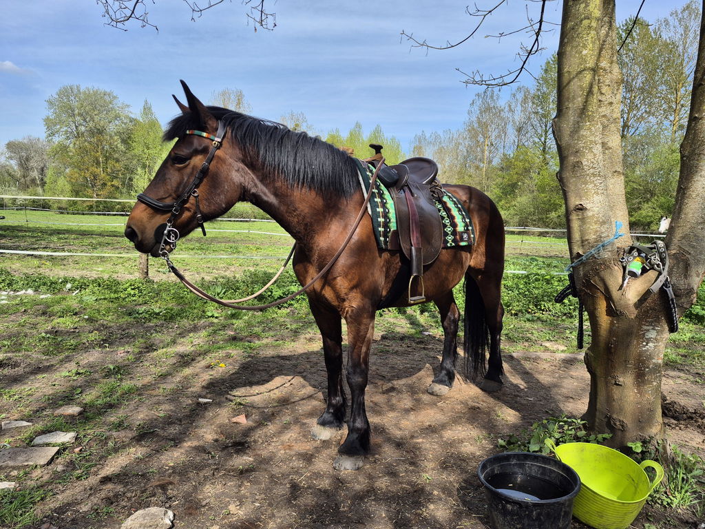 2in1 Show | contoured western pad |  Forest Glow -SOLD OUT