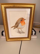 European Robin - Original Watercolor Painting